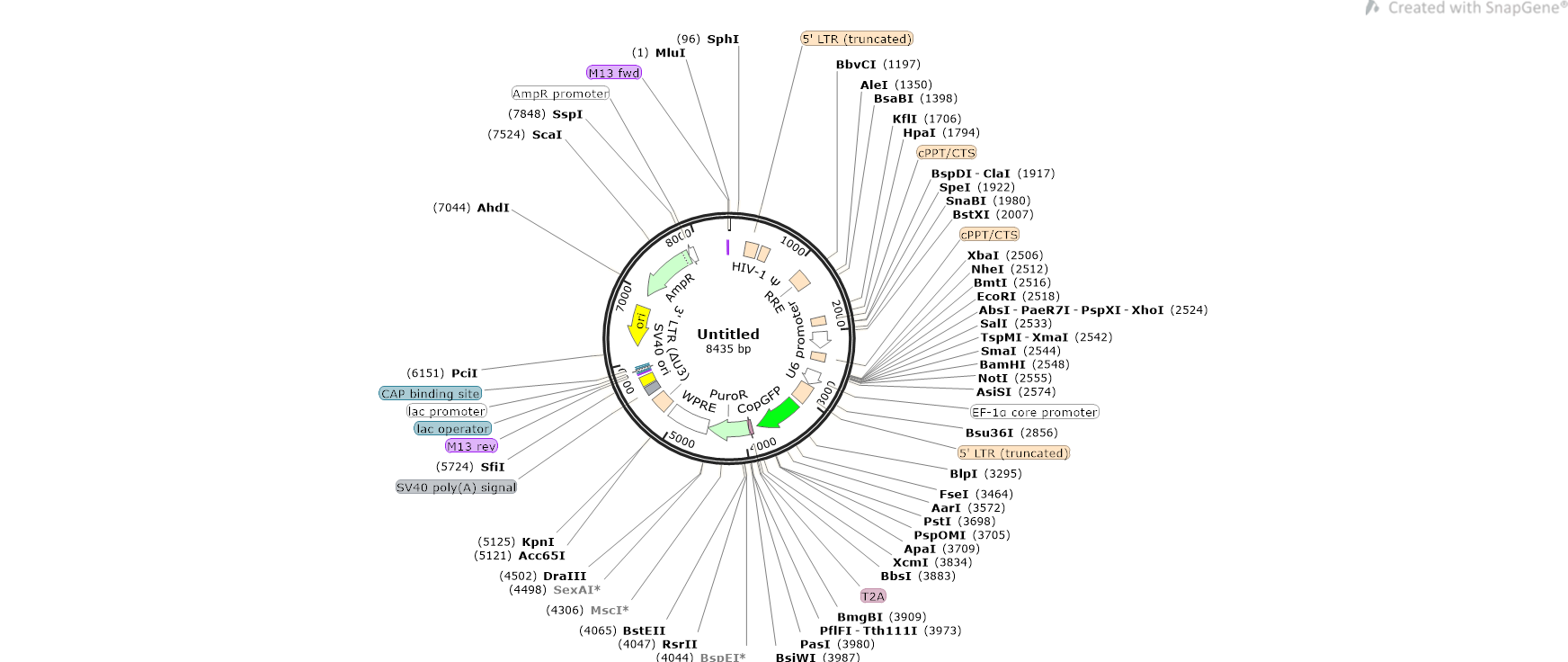 LNC 干扰慢病毒技术资料