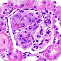 PTX-003S: Sheep Anti-Rat Thymocyte (Anti-Thy-