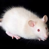 小鼠类风湿关节炎模型构建