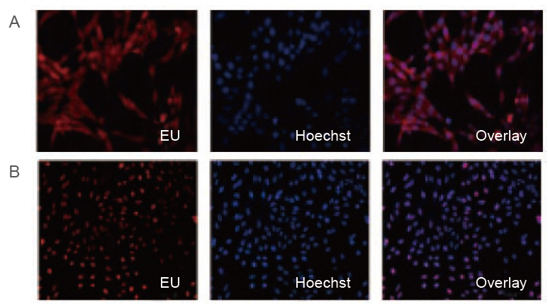 EU RNA转录活性检测