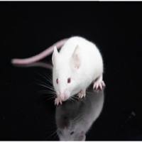 ICR小鼠