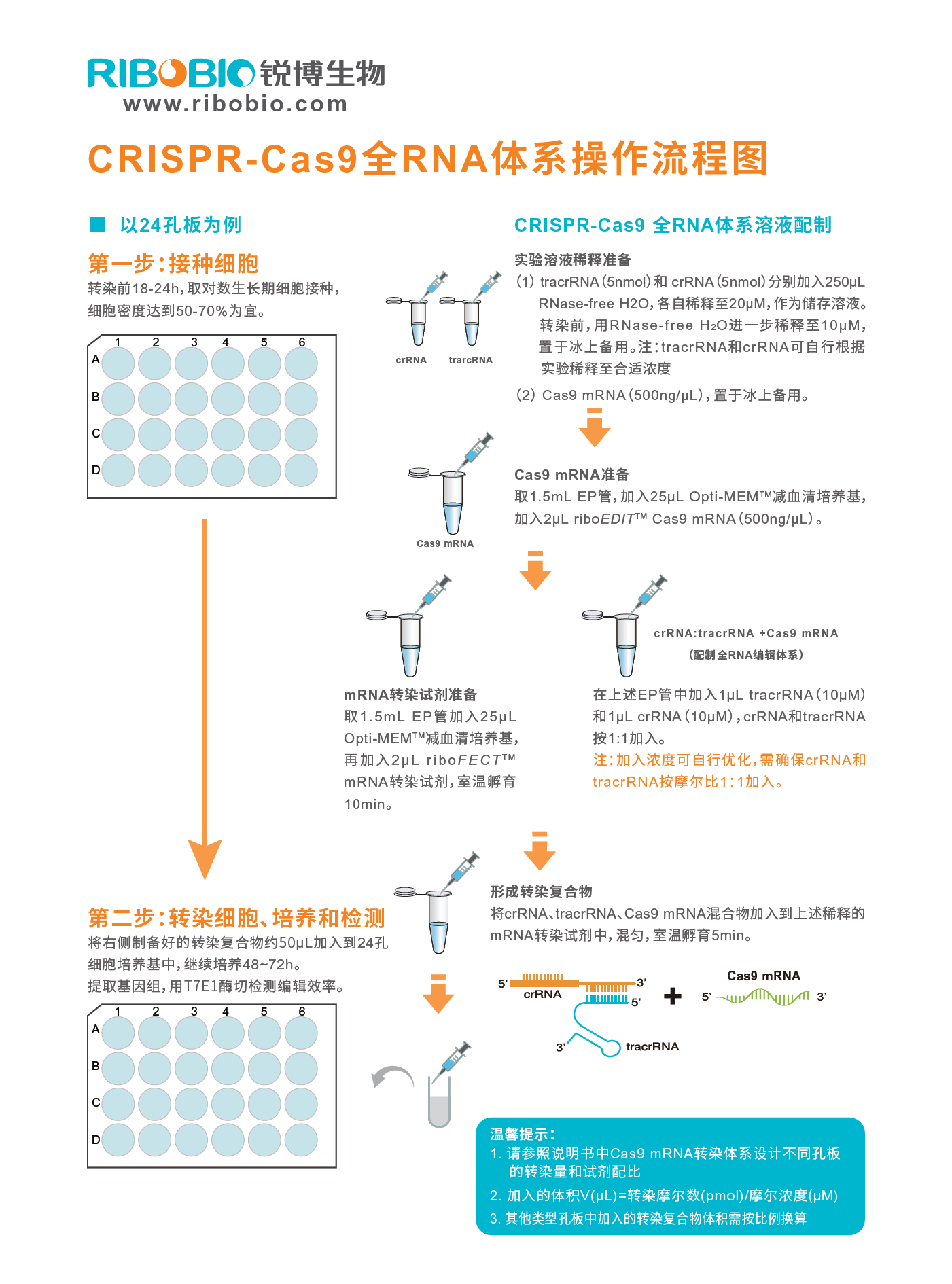 CRISPR-Cas9基因编辑