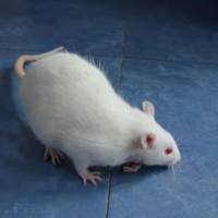 上海骨质疏松模型构建服务