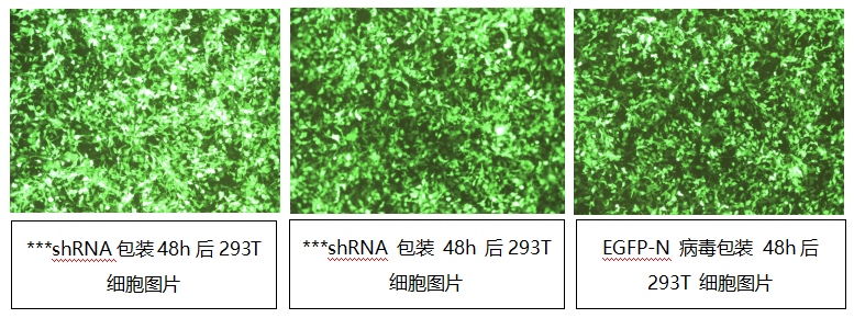 LNC 干扰慢病毒技术资料