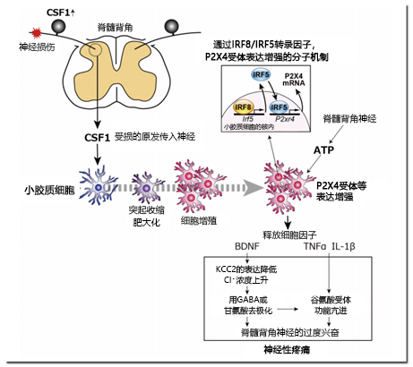 小胶质细胞研究第一回 神经性疼痛-公司新闻-富士胶片和光(广州)贸易有限公司