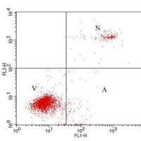 上海流式细胞术