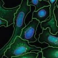 高内涵细胞健康与毒性分析服务