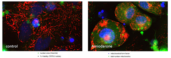 高内涵细胞健康与毒性分析服务