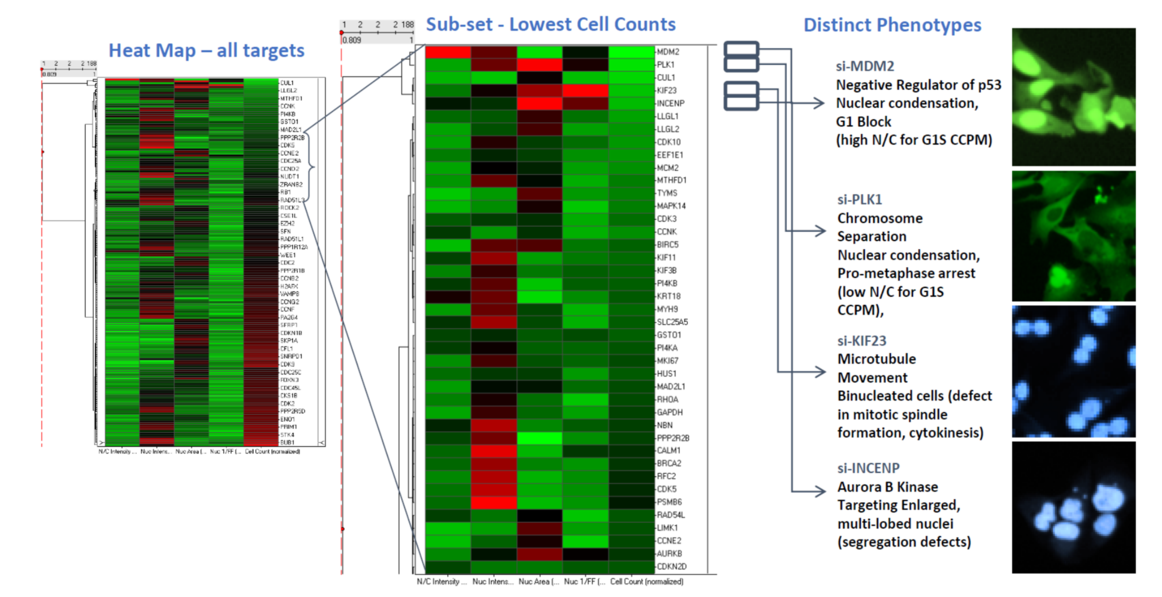 高内涵细胞形态与表型变化分析服务