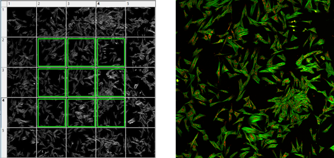 高内涵细胞形态与表型变化分析服务