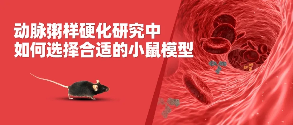 动脉粥样硬化小鼠模型及配套的表型分析服务