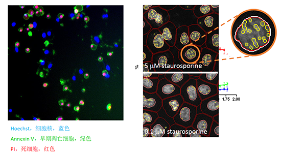高内涵细胞健康与毒性分析服务