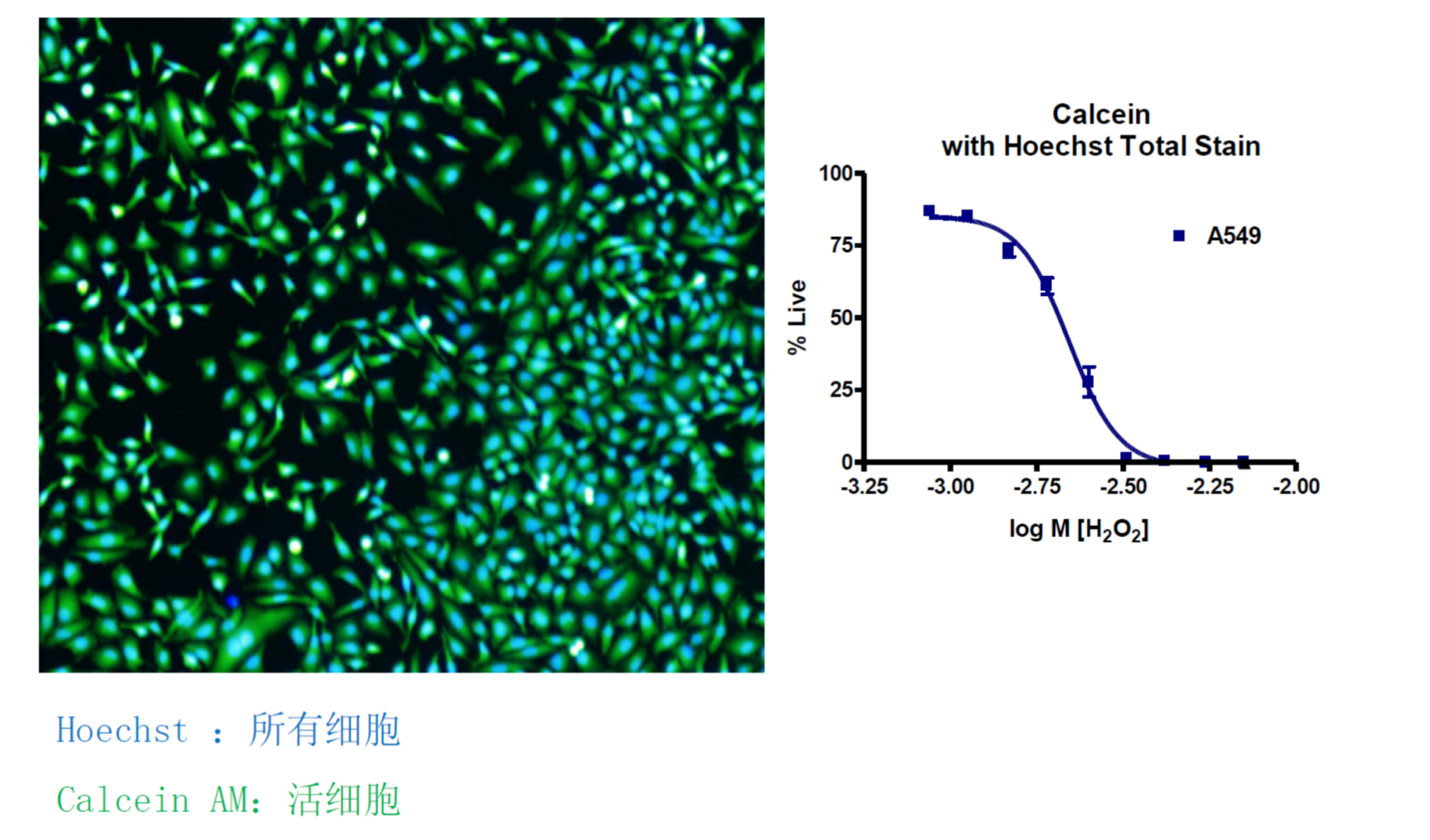 高内涵细胞健康与毒性分析服务