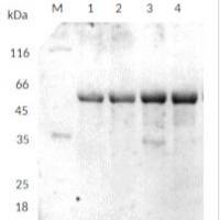 微管蛋白α链（单克隆抗体）