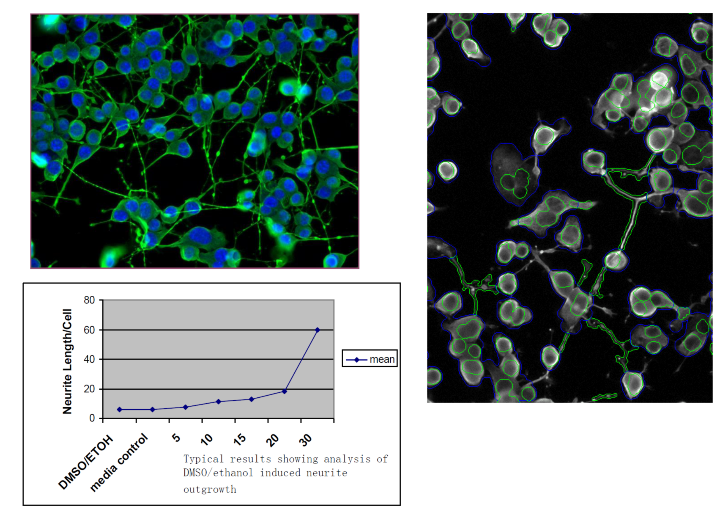 高内涵细胞形态与表型变化分析服务