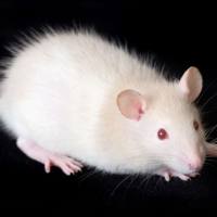 小鼠脑缺血再灌注模型构建服务