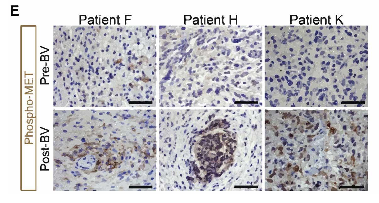 免疫组化和免疫荧光的区别