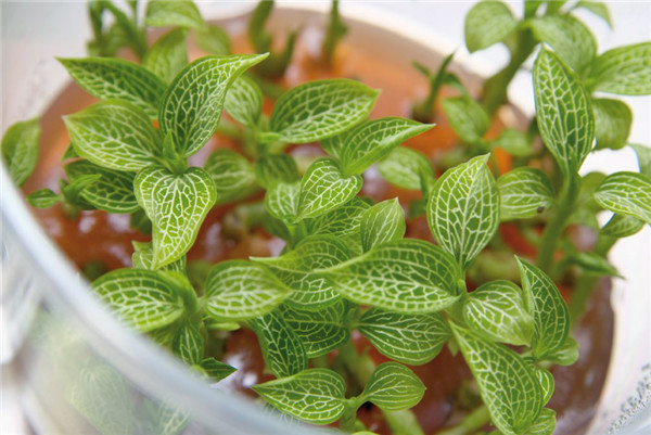 Duchefa的Murashige & Skoog（MS）植物组织培养基“大全”