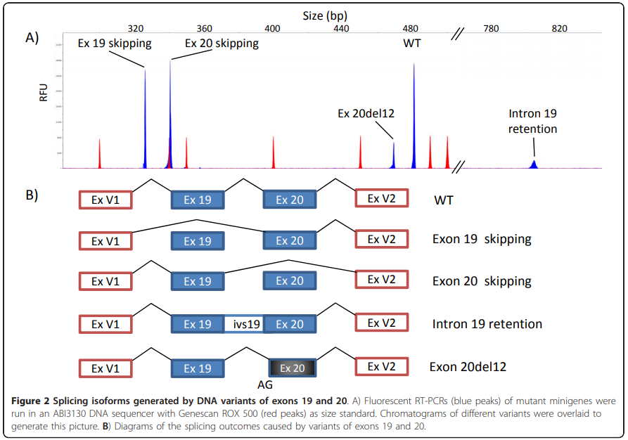 新手攻略针对基因不同位置snp该如何研究