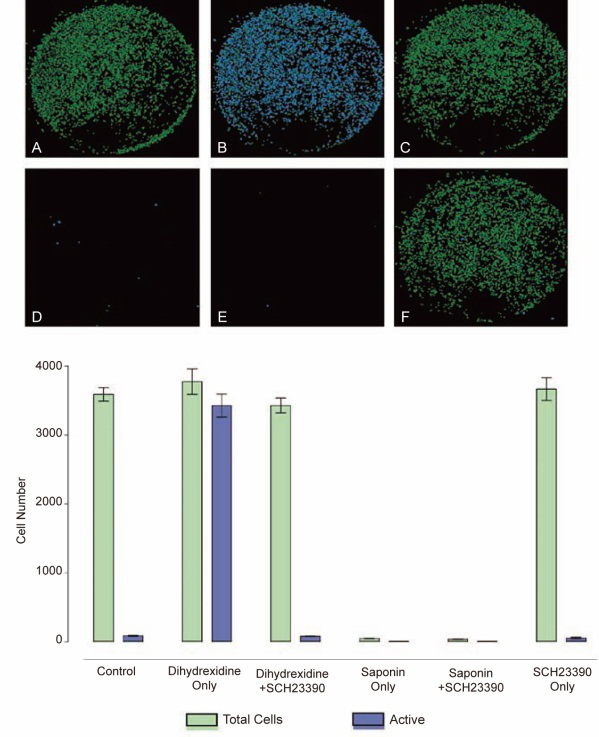 高内涵细胞健康与毒性分析服务