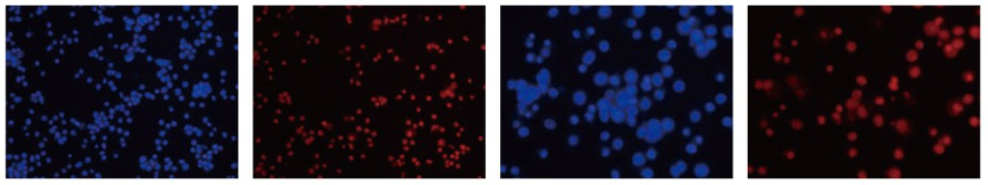 高内涵细胞健康与毒性分析服务