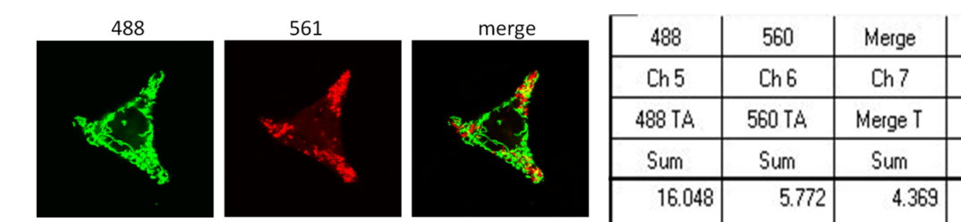 标志物、共定位及生化检测