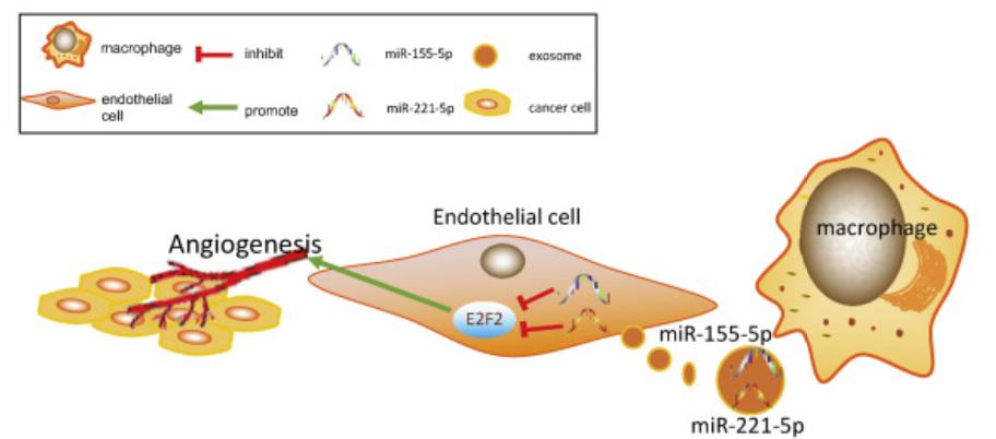 M2巨噬细胞衍生的外泌体通过靶向E2F2促进胰腺导管腺癌的血管生成和生长