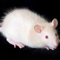 睡眠剥夺动物实验