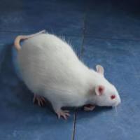 大鼠睡眠剥夺实验服务