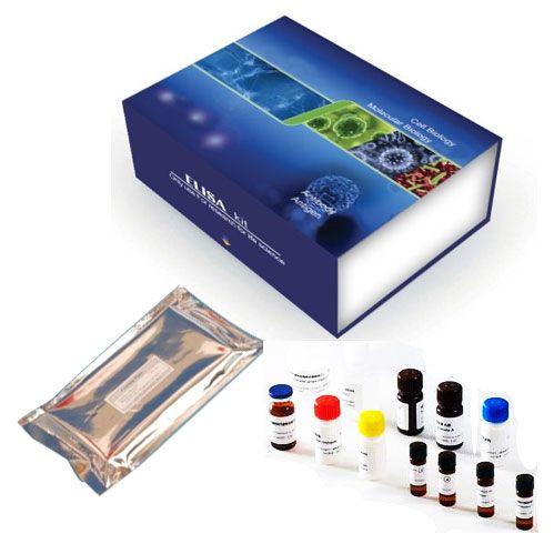 人缪勒管抑制物质/抗缪勒管激素（MIS/AMH）ELISA检测试剂盒