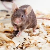 小鼠肝纤维化模型实验