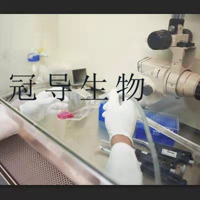 CHO-S Cells;中国仓鼠卵巢体外鲜活细胞|STR鉴定图谱