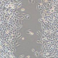 上海细胞划痕实验