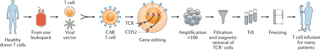 “现货”CAR-T细胞疗法引领全球浪潮