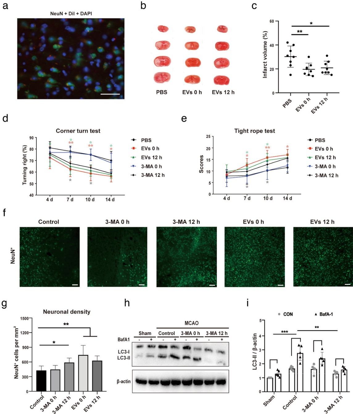 脂肪间充质干细胞通过细胞外囊泡转移miR25减少中风小鼠的自噬