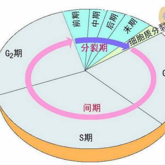 上海细胞周期实验