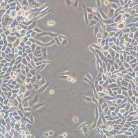 上海细胞划痕实验