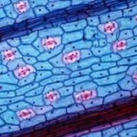 上海细胞粘附实验