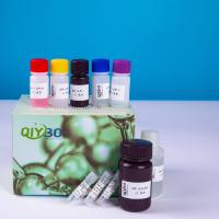 JC- 1线粒体膜电位测定试剂盒