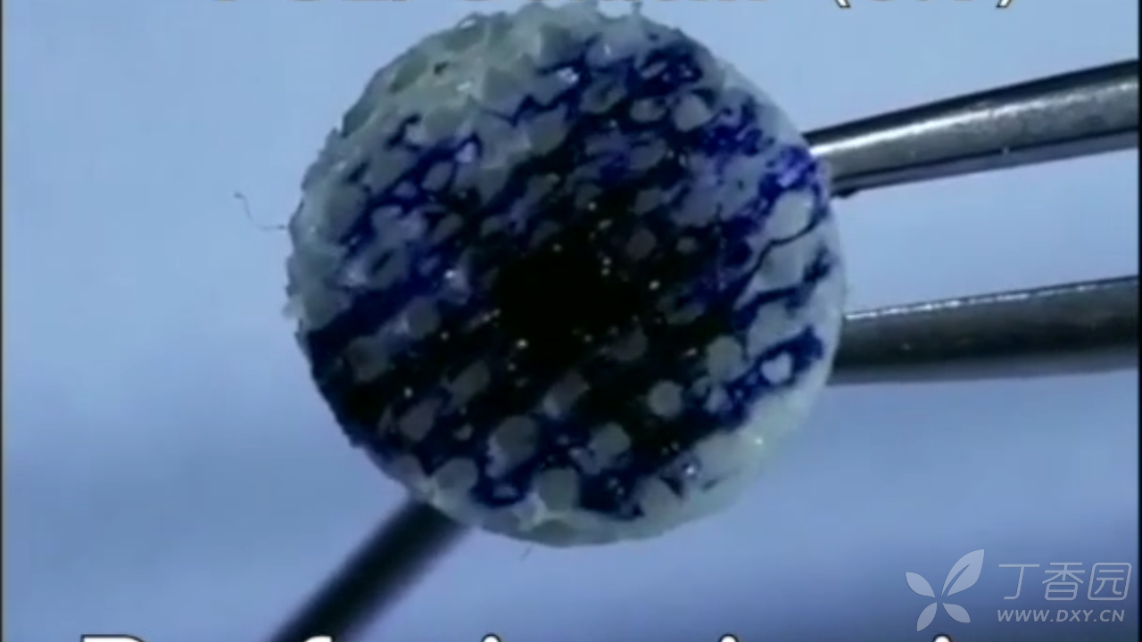 0042700296207231743-115w.png