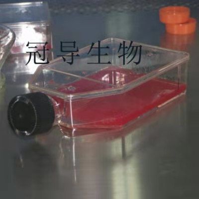 MUVEC Cells;小鼠脐静脉内皮体外鲜活细胞|STR鉴定图谱