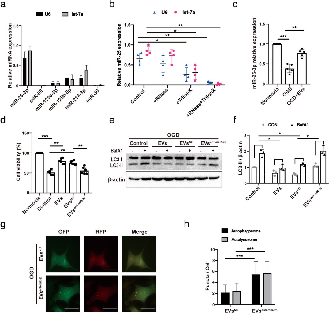 脂肪间充质干细胞通过细胞外囊泡转移miR25减少中风小鼠的自噬