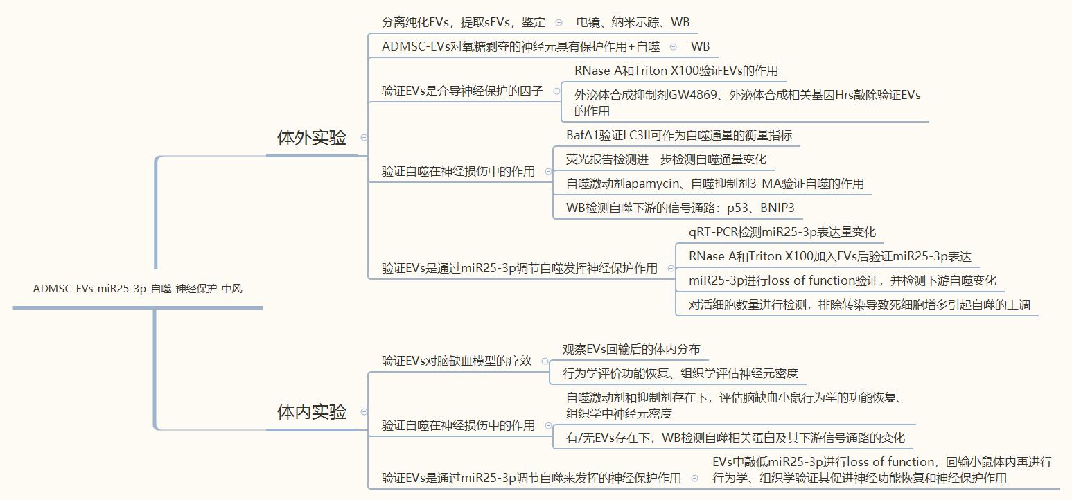 脂肪间充质干细胞通过细胞外囊泡转移miR25减少中风小鼠的自噬