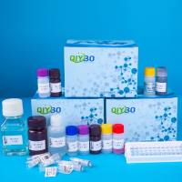 REBP-2 移位分析试剂盒