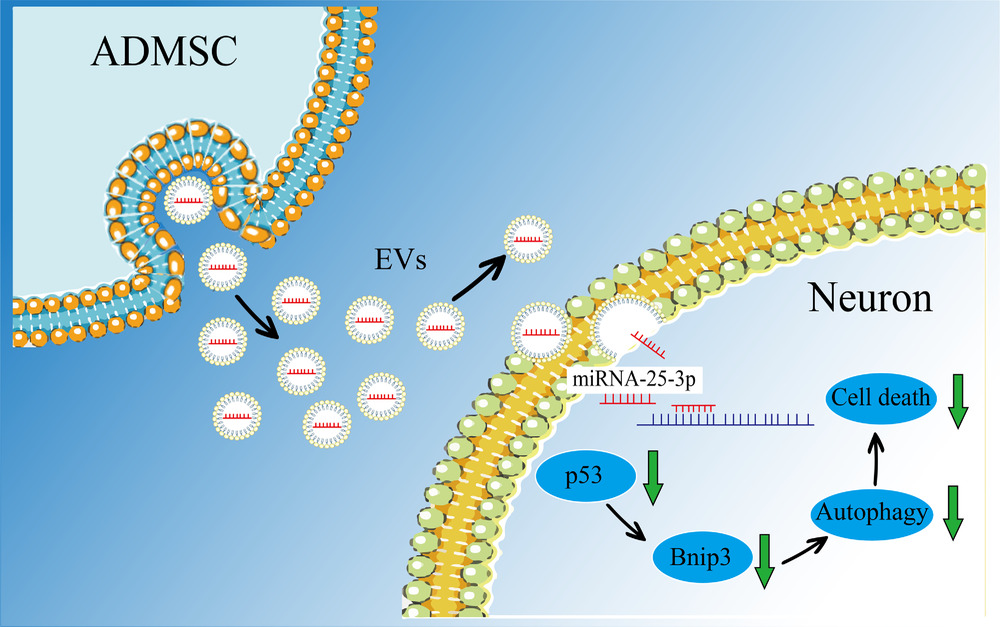 脂肪间充质干细胞通过细胞外囊泡转移miR25减少中风小鼠的自噬
