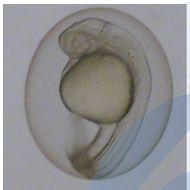 斑马鱼模型评价化妆品急性胚胎毒性