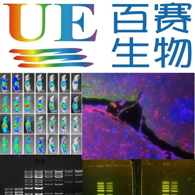 UE【C6018S】YF®647A Click-iT EdU 成像试剂盒（远红荧光），20T，细胞生物学，苏州优逸兰迪生物科技有限公司