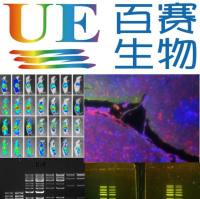 UE【F6072L】One-Step Firefly Luciferase Assay Kit（一步法报告基因检测试剂盒），1000T     ，分子生物学，苏州优逸兰迪生物科技有限公司