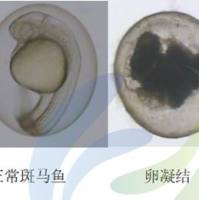 斑马鱼模型评价化妆品光毒性