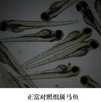 利用斑马鱼模型评价化妆品雌激素